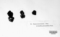 Image Associated With the Occurence